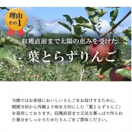 葉とらずりんご　紅玉　約4.5kg【配送不可地域：離島】【1593197】