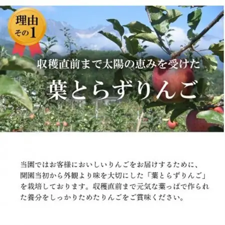 葉とらずりんご　紅玉　約9kg【配送不可地域：離島】【1593198】