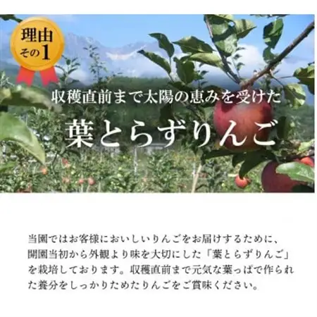 葉とらずりんご　シナノゴールド　約5kg【1593257】