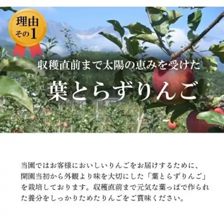葉とらずりんご　スリムレッド　約5kg【1593259】