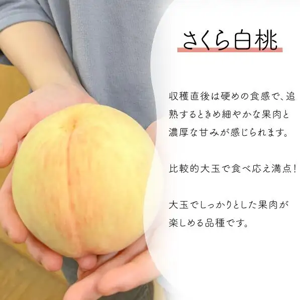 しっかりとした果肉「さくら白桃」上級品 4-6玉 (岡山県産)【KF-A010-02】