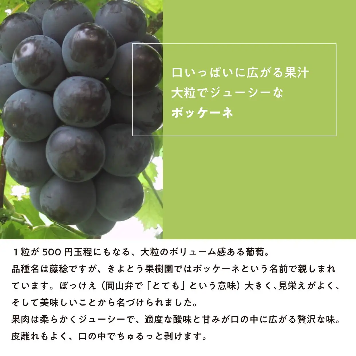 大粒で食べ応え満点！ 藤稔の上級品 3-5房入 計2.0kg～ (岡山県産) 【KF-B002-02】