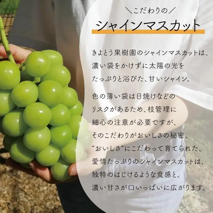 訳あり 岡山県産訳ありシャインマスカット約2.0kg～ 【KF-B020-03】