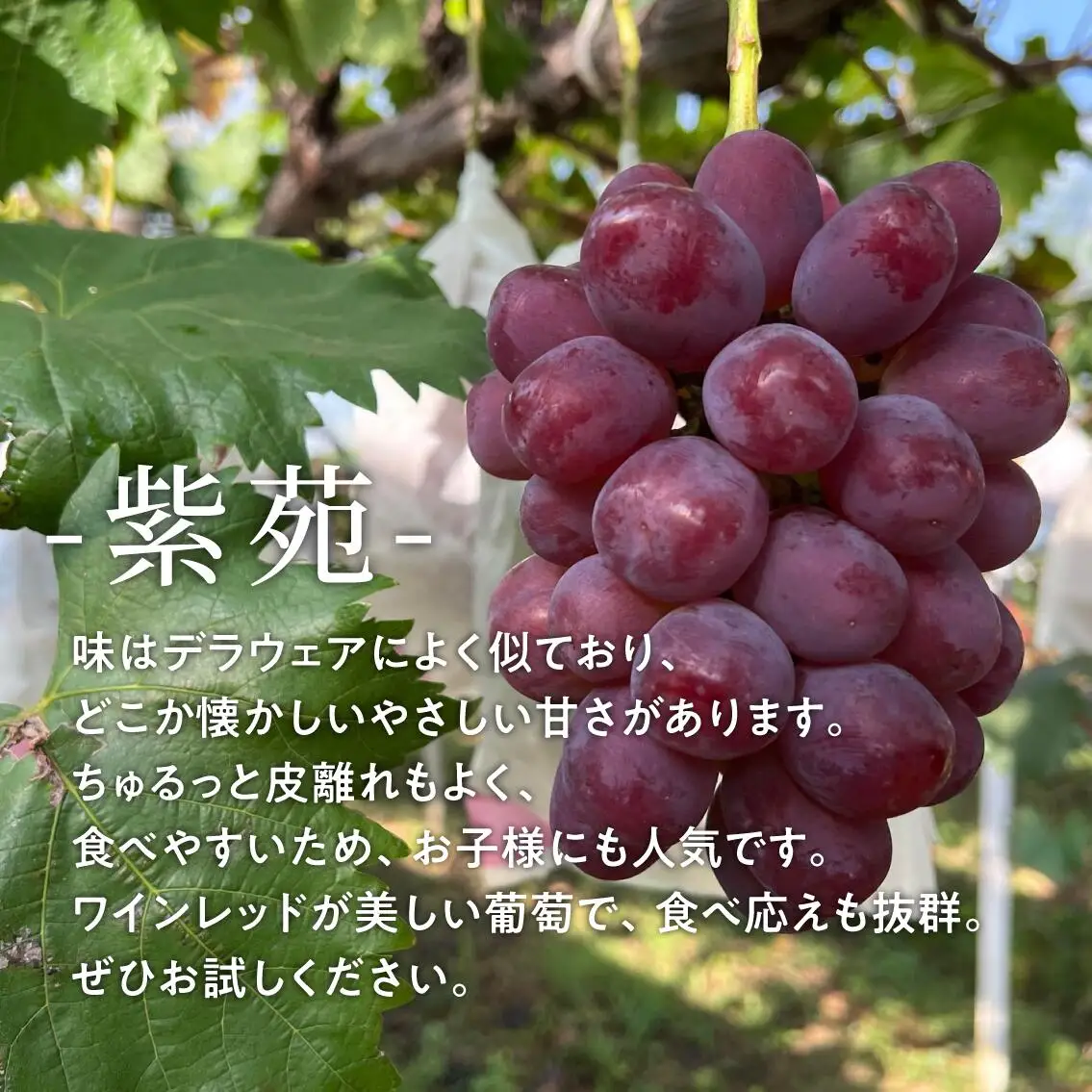 ぶどう 岡山県産 特選ぶどう紫苑3-5房2.4kg～ 【KF-B046-03】
