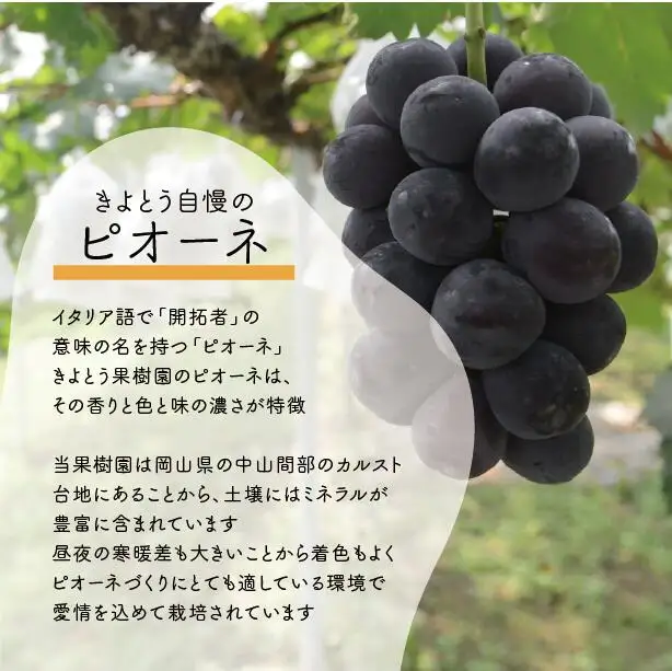 ぶどう 岡山県産シャインマスカットとニューピオーネのぶどうセット3-5房計2.0kg～ 【KF-B070-03】