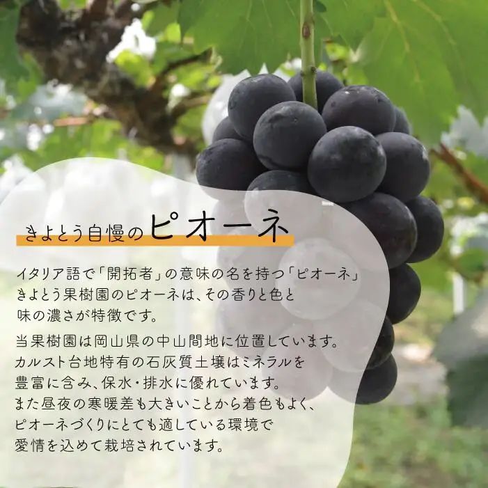 ピオーネ シャインマスカット 岡山県産ぶどう 上級シャインマスカット＆ピオーネ食べ比べ特大2房計1.3kg～ 【KF-B087-02】
