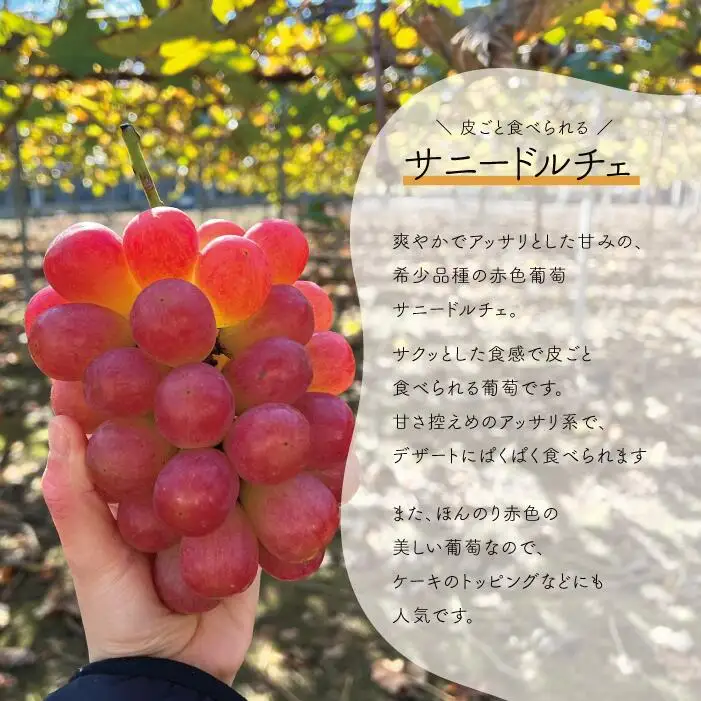【きよとうファーム】訳あり品 シャインマスカット＆サニードルチェ/約2.2kg~ (岡山県産)【KF-B089-03】