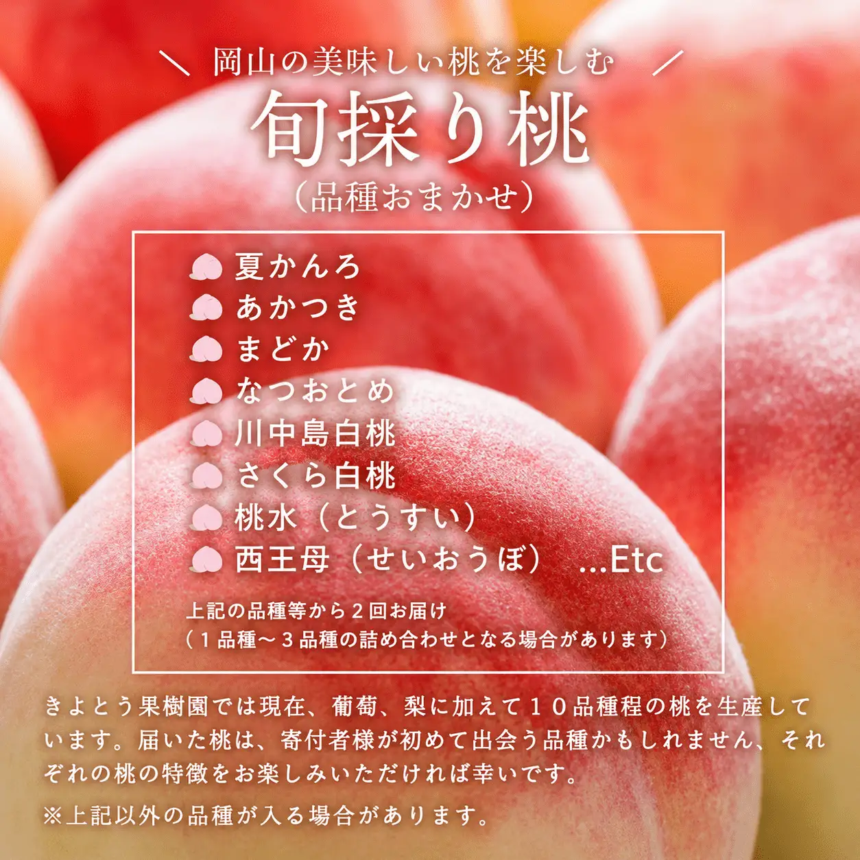 量より質！桃と葡萄と梨の上級品が届く岡山果物便！３回便(定期便) (岡山県産) 【KF-T024-04】