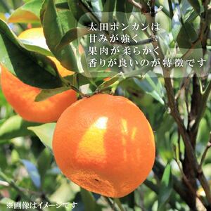訳あり ポンカン【先行予約】2027年1月下旬より発送 みかん 5kg