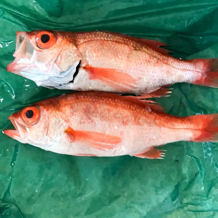 大サイズ！極上のどぐろ（水揚げ次第発送）【のどぐろ あかむつ ノドグロ 2尾 魚 さかな 旬 国産 高級魚 地魚 水揚げ直後 新鮮 冷蔵 ノンフローズン お取り寄せ 季節限定 大田市】