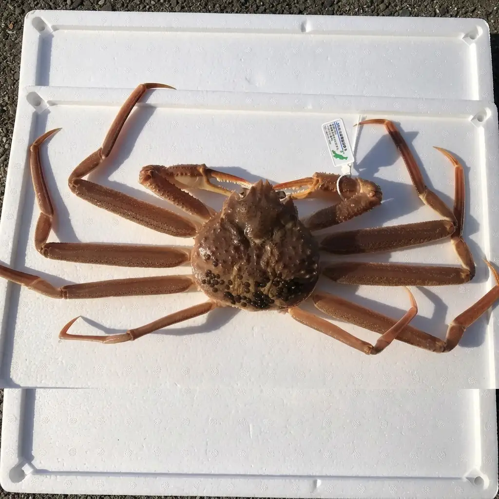 名立産 本ずわいがに姿 2~3尾 名立産ずわいがに 約1.5kg