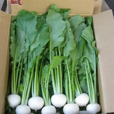 生で食べられる!皮まで丸ごと美味しい!野辺地葉つきこかぶ(5kg入)【配送不可地域：離島・沖縄県・九州】【1542452】