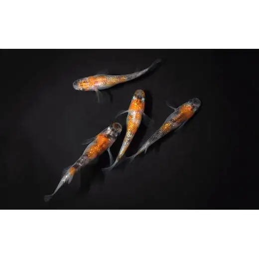 メダカ「三色ラメ」2ペア