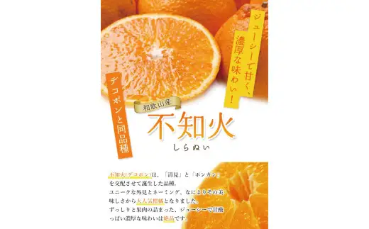 不知火 家庭用 10kg+250g（痛み補償分）/ みかん 訳あり しらぬい 光センサー 選別 デコポン 柑橘 晩柑 和歌山 甘い 24000円 / ※2027年2月上旬～4月上旬ごろに順次発送予定 ※北海道・沖縄・離島への配送不可 【ikd010-c-10C】