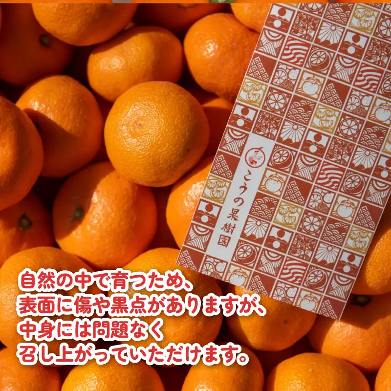 小玉みかん 南柑20号 みかん 5kg 2S~S サイズ こうの果樹園 先行予約 温州みかん 温州 愛媛みかん 愛媛蜜柑 愛媛ミカン うんしゅう みかん ミカン 蜜柑 mikan 果物 フルーツ 柑橘 甘い 甘味 蜜柑 産地直送 農家直送 数量限定 国産 愛媛 宇和島 B010-182003