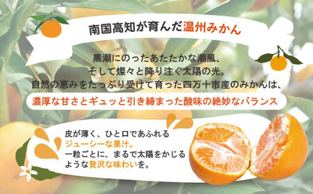 【早期受付・数量限定】農家直送！四万十みかん《おふくろさん》3kg 家庭用 予約 早期受付 数量限定 家庭用 旬 温州 温州みかん みかん 蜜柑 ミカン フルーツ 果物 くだもの 四万十市 四万十 しまんと【2026年11月中旬より順次配送】39210-160-0007