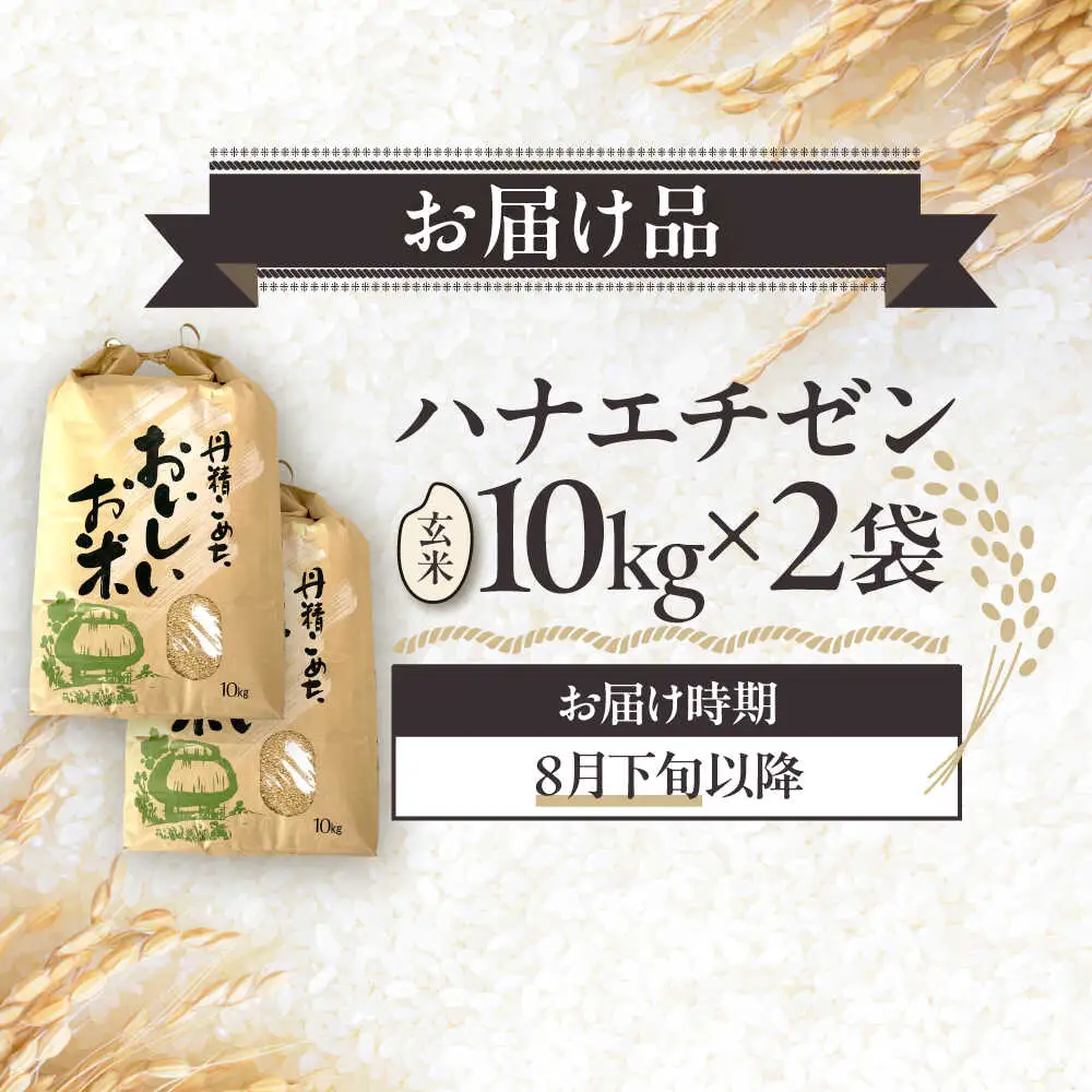 【令和8年産 新米】 【先行予約 /8月下旬より順次発送 】 ハナエチゼン 玄米 10kg×2 （20kg） / 米 お米 健康 小浜市 / 北川博司 [BFDG005]