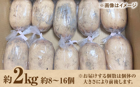 【2026年8月～発送】【野菜ソムリエサミット金賞】れんこん約2kg / れんこん [IDC002]