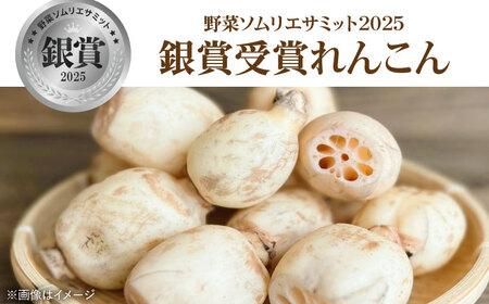 【先行予約 2026年11月～発送】洗いれんこん約3kg / れんこん [IDC006]