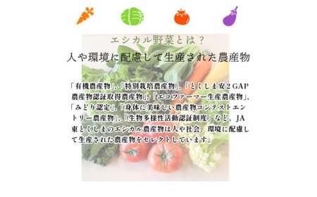 旬のエシカル野菜セット