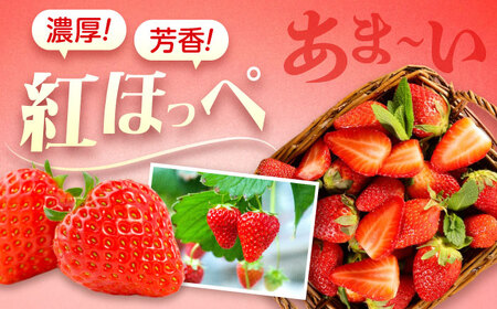 苺 紅ほっぺ 200g×4パック 国産 完熟 スムージー ジャム ヨーグルト 一口サイズ イチゴ 完熟 苺 果物 フルーツ 冷凍 広島県福山市/株式会社ベジータ[BABR002]