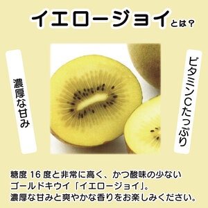 訳あり ゴールドキウイ 先行予約 約3.6kg 2026年11月上旬～発送 キウイ キウイ キウイ