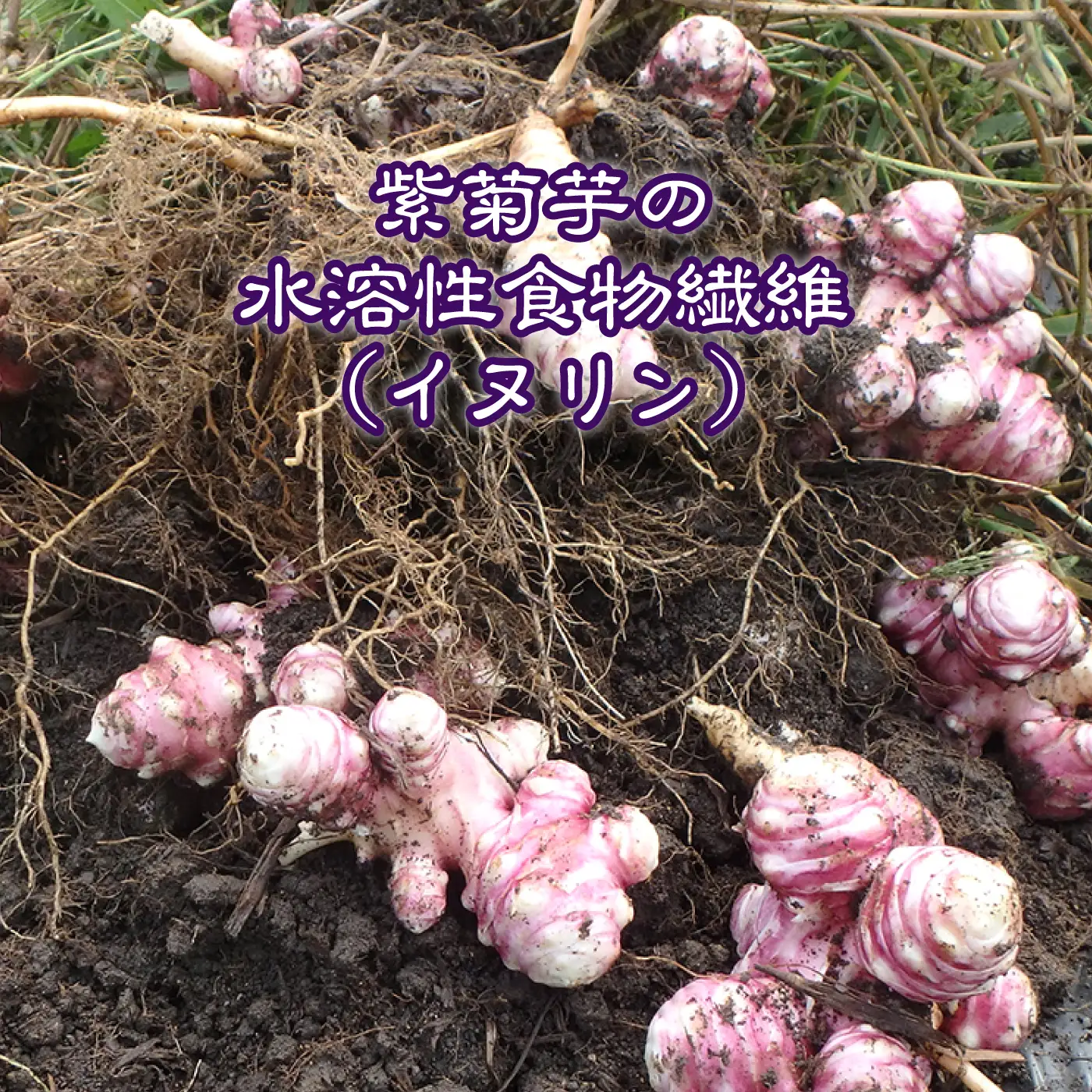 菊芋 おおなんむらさき乾菊芋 50g×4袋