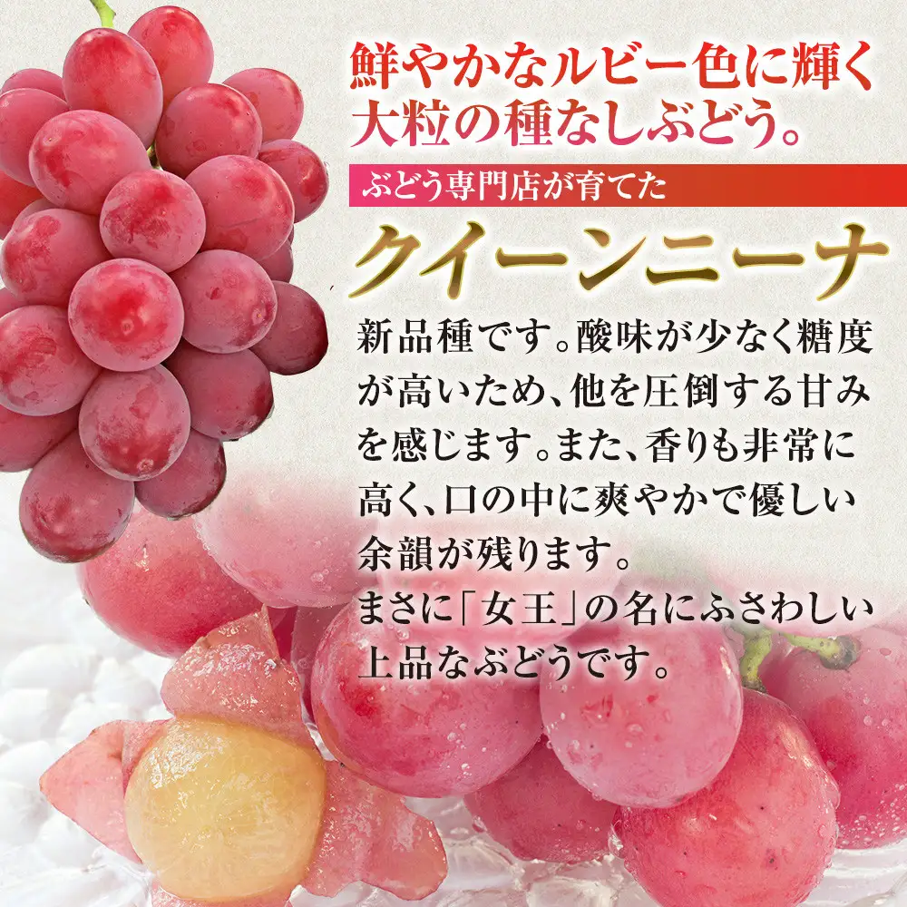 タマファーム　長野市産 クイーンニーナ 【秀品】2房  |ぶどう 葡萄 フルーツ 果物