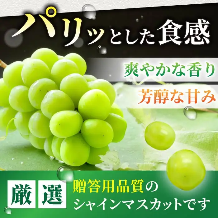 【先行受付2026年発送】東御市産シャインマスカット2房【秋お届け】大粒 高評価 信州