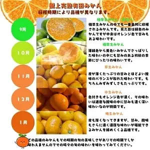 【12月発送】＼先行予約／ 有田 育ちの完熟 有田 みかん 家庭用 10.2kg(10kg+200g) / 有田みかん 柑橘 甘い フルーツ 果物 産地直送 和歌山 ※北海道・沖縄・その他離島地域は発送不可【ard004-c-10d2-12A】
