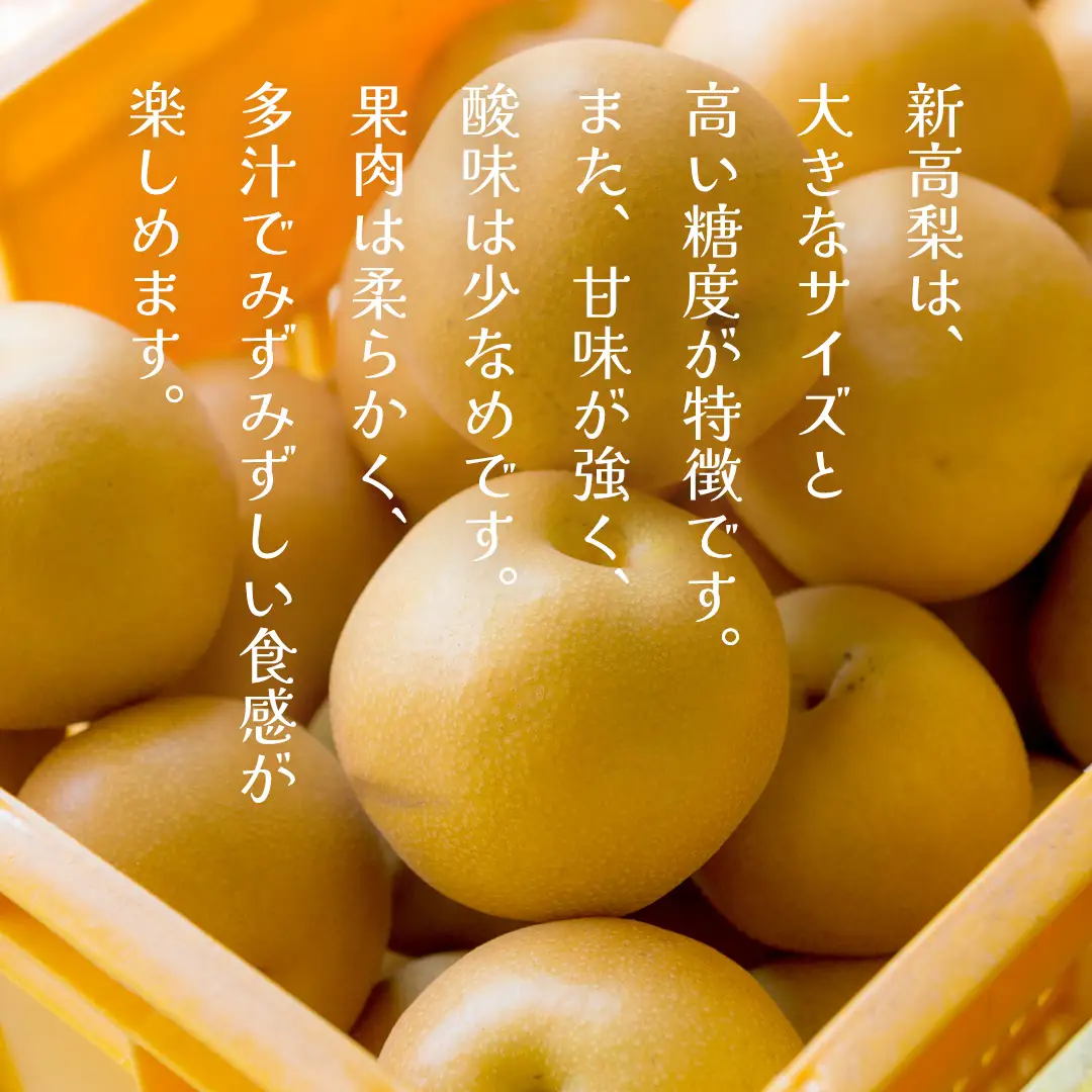 【ふるなびWEEK対象】新高 約5kg（茨城県共通返礼品：かすみがうら市） 【2026年9月中旬発送開始】 梨 数量限定 なし ナシ フルーツ 果物 旬 産地直送 [FF005sa]	