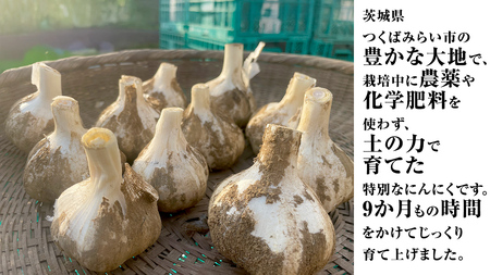 【先行予約】超芳醇 つくばみらいの土が育んだ 最上級ニンニク 約500g つくばみらい市（2026年6月より発送開始）