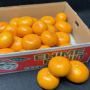 せとか 4kg 【B級品】 | 柑橘 みかん 愛媛三大高級柑橘 ( 紅まどんな 甘平 せとか ) のひとつ セトカ 【TMN0251】