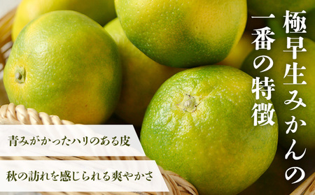 みかん 極早生みかん 秀品 約10kg 《10月上旬-10月末頃出荷》日本フルーツ株式会社 フルーツ 果物 みかん 柑橘