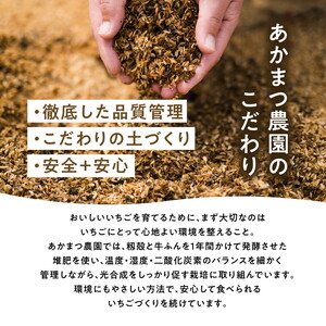 【2027年春収穫分】レッドパール 4パック（約720g） | いちご イチゴ 苺 大福 ジャム タルト アイス ケーキ ギフト あかまつ農園 ※2027年2月～発送