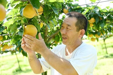 「あきづき」 梨 なし 5kg | 先行予約 数量限定 贈答用 なし 梨 果物 くだもの フルーツ ナシ あきづき 旬 栃木県 上三川町 本田果樹園 ※2026年9月～発送