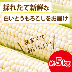 片品村産 白いとうもろこし （ホイップコーン） 約５kg