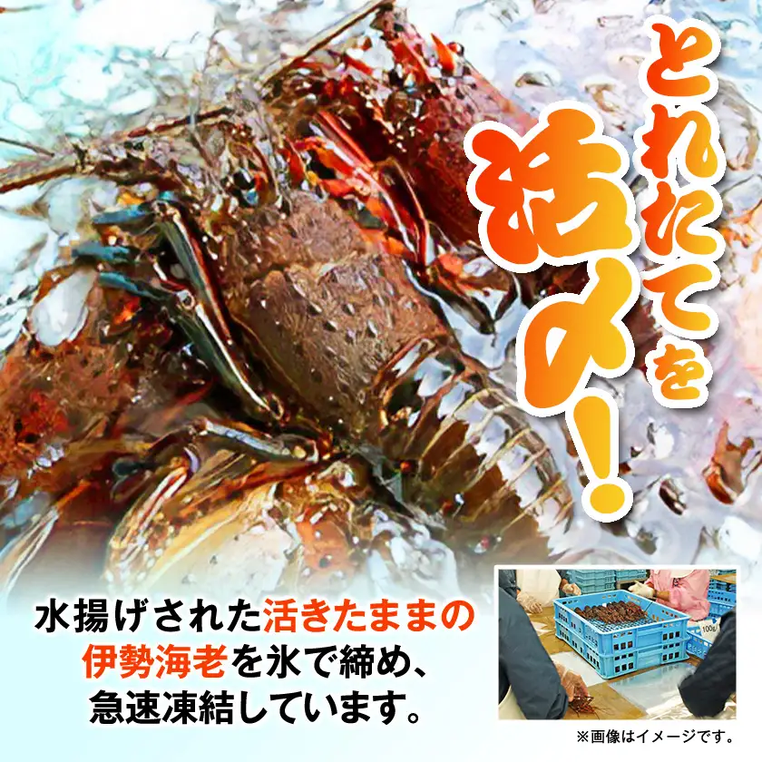 活〆冷凍伊勢海老600g【配送不可地域：離島】【1607625】