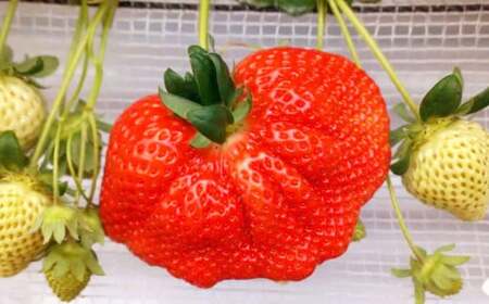 春のあまおう （2L・2A・G規格以上 4パック） 計約1000-1080g 苺 いちご  【2027年3月上旬～4月下旬発送予定】