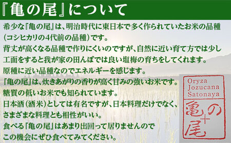 亀の尾 10kg 玄米 自然なお米 Oryza Jozucana Satonaya 新潟県胎内市城塚産 未検査米【正すの実】