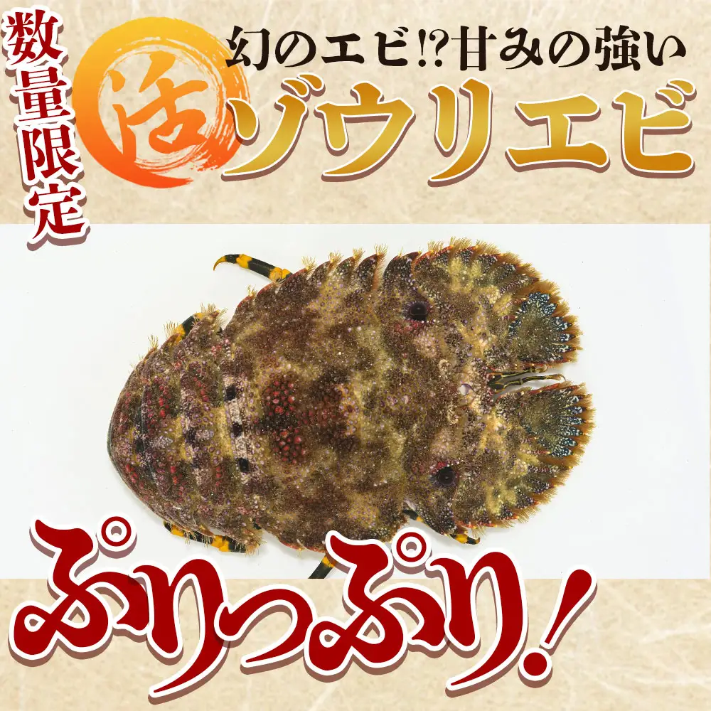 活 ゾウリエビ 約200～250g(1尾～2尾) 幻のエビ eb-0053
