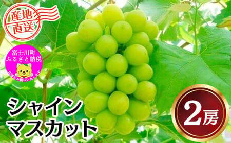 【JA厳選】フルーツ王国やまなし満喫定期便　巨峰（約２kg・4～6房）＆シャインマスカット(約1kg・2房)定期便　ぶどう ブドウ 葡萄 果物 くだもの フルーツ 山梨 やまなし 富士川町