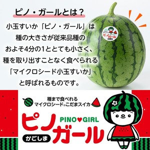【0165005a】《2027年4月以降発送》小玉すいか・ピノ・ガール(2玉・計4kg以上) 果物 果実 フルーツ スイカ ピノガール 数量限定 期間限定 【宮内農園】