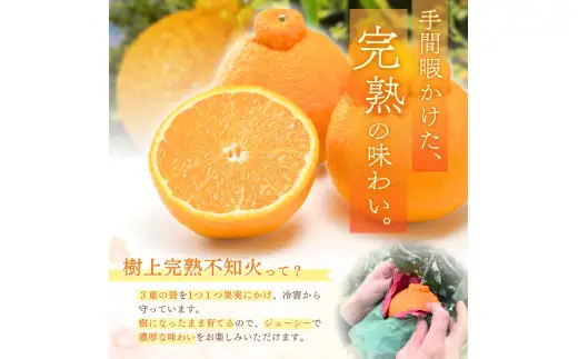【先行予約】【数量わずか】樹上完熟しらぬい（不知火） 約2kg(6個) 秀品 / 和歌山 みかん しらぬい 不知火 フルーツ 柑橘 蜜柑 果物 くだもの ※2027年2月下旬頃～2027年3月下旬頃に順次発送予定（お届け日指定不可）【kgr005】