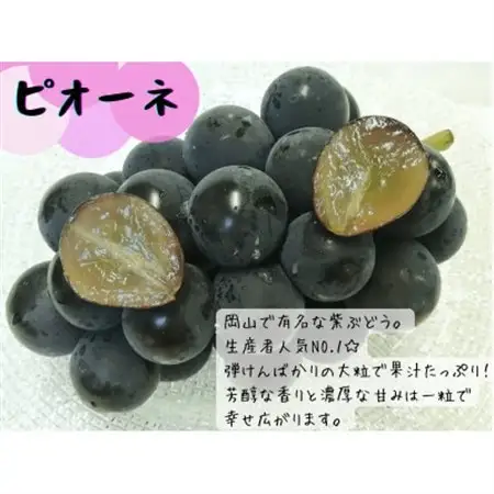 【2027年先行受付】訳あり岡山県産ピオーネ1.2kg【配送不可地域：離島】【1633343】