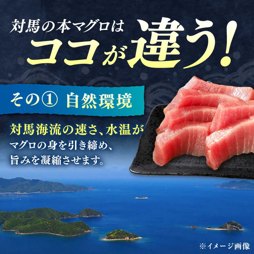 【1週間以内発送】対馬産 本マグロ 4種 計1.1kg（赤身/中トロ/大トロ/ネギトロ）[WAH028] マグロ トロ 中トロ スピード発送 最速発送 最短発送