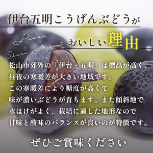 種なしピオーネ 約2kg 【2026年8月下旬頃から順次発送】 | ピオーネ ぶどう 【VEG100】