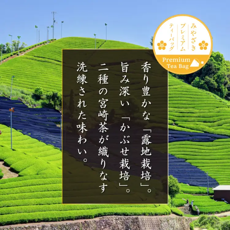 お茶 プレミアム ティーバッグ 露ぶせ 3g 12個 2袋 セット