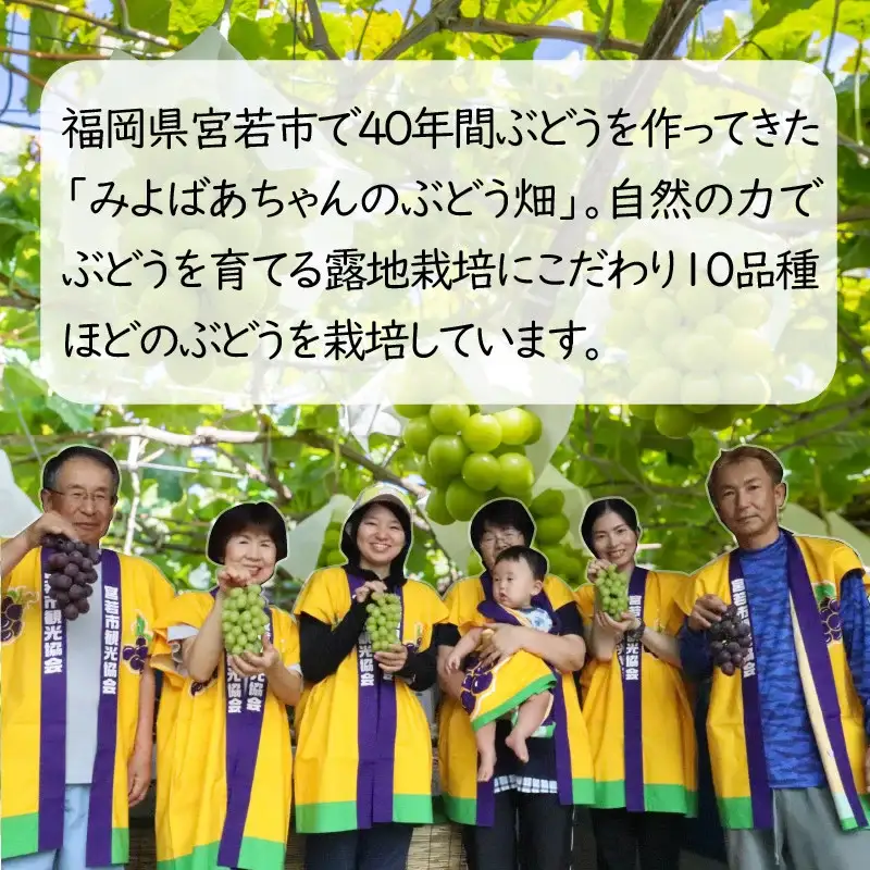 ＜みよばあちゃんのぶどう畑直送！＞ 先行予約 8月下旬～9月中旬順次発送【露地栽培の種なしピオーネ 約2kg(3～5房)】 [M37-3] 葡萄 ブドウ ぶどう 巨峰 果物 くだもの マスカット フルーツ 新鮮 九州 福岡 宮若