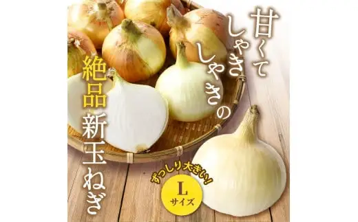 和歌山県産新玉ねぎ約10kg　Lサイズ 約25個入り　こだわり農家厳選 | 人気 おすすめ たまねぎ 玉ねぎ 玉葱 タマネギ オニオン スープ サラダ 国産 野菜 新鮮 ビッグサイズ 大きい BBQ ※2027年4月末頃～6月中旬に発送予定【kgr033】